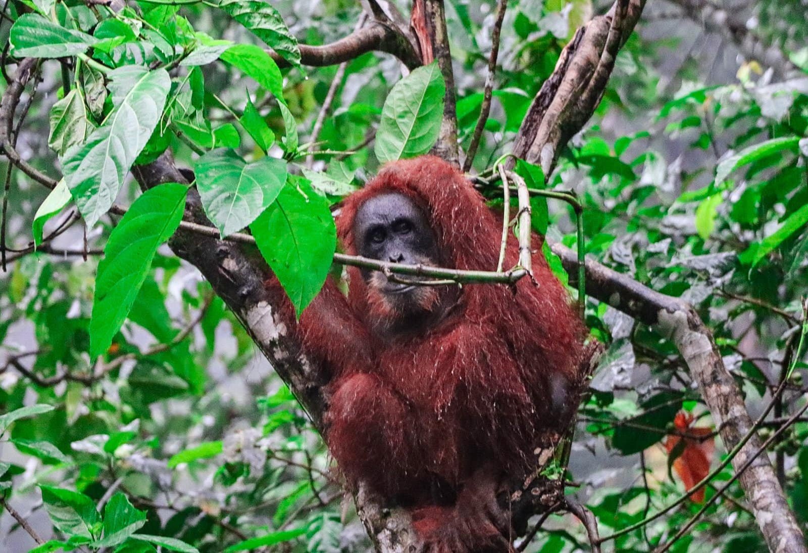 2-day jungle trekking Bukit Lawang orangutan sighting