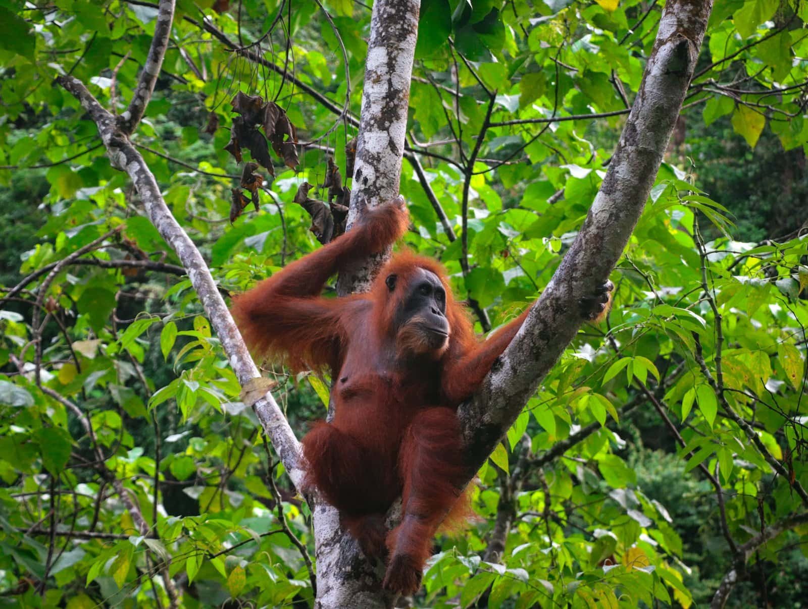 orangutan in Bukit lawang, north sumatra