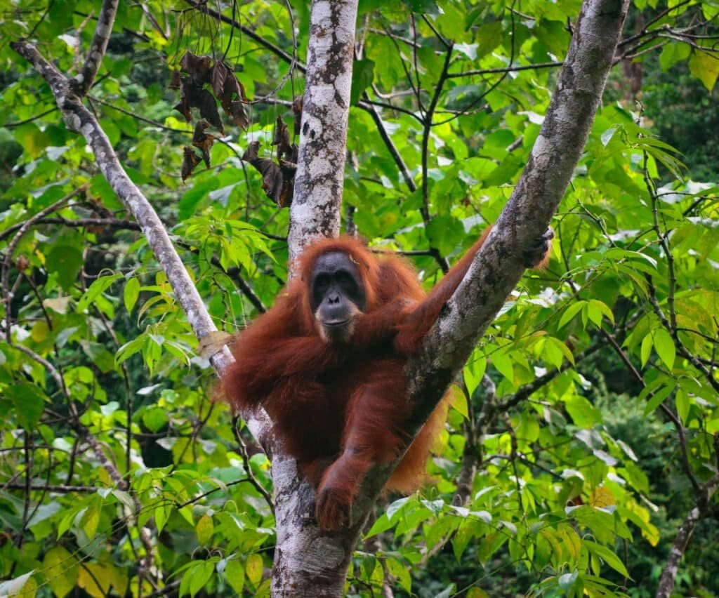 Close-up of a wild orangutan in Sumatra rainforest