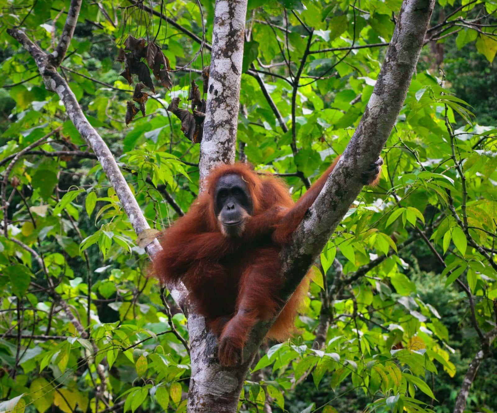 Close-up of a wild orangutan in Sumatra rainforest