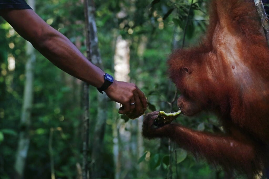 A local guide feeds an orangutan as tourists watch in Mount Leuser National Park.