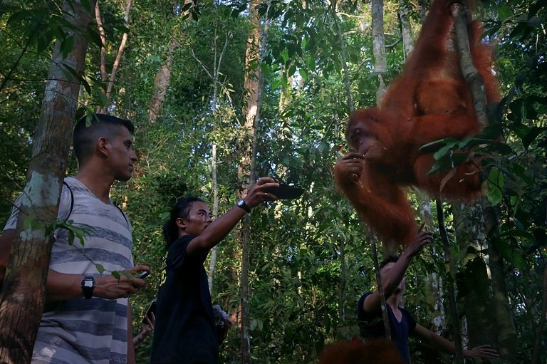 A local guide feeds an orangutan as tourists watch in Mount Leuser National Park.