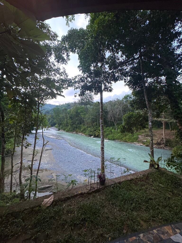 Dense green canopy of Batu Katak rainforest in Sumatra with pristine jungle vegetation and towering trees