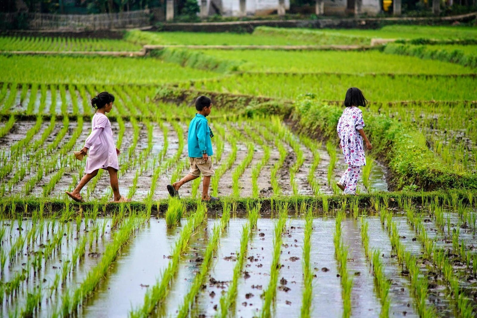 Three children walking through lush green rice fields in West Java, Indonesia.