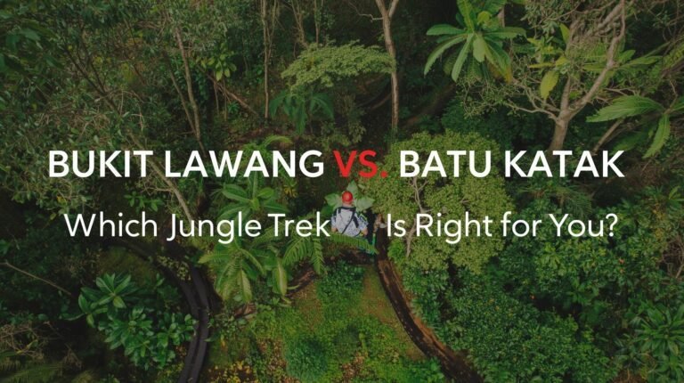 Bukit Lawang vs Batu Katak Jungle Trek – Which Should You Choose?
