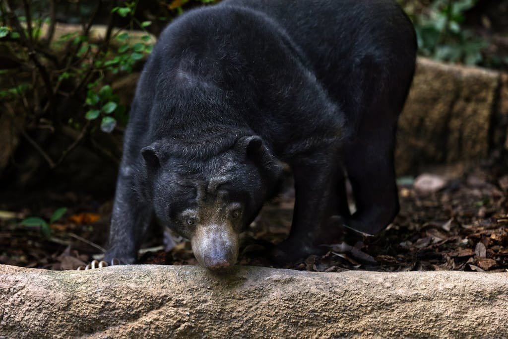 Spotting incredible animals in gunung leuser national park sumatra