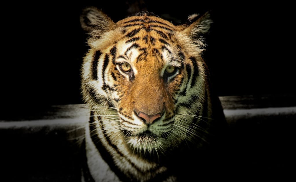 Powerful close-up of a Sumatran tiger with piercing eyes highlighting its majestic nature.