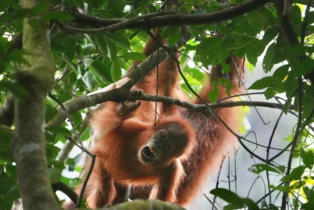 baby orangutan in bukit lawang
