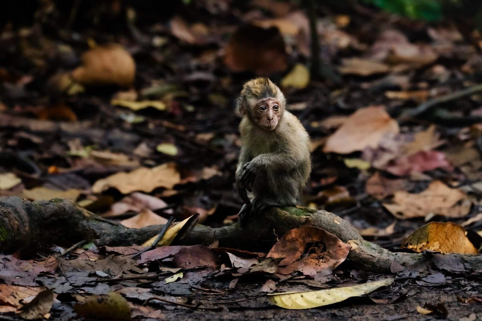 Wild Macaque monkey observed during a 5-12 Day Jungle Trekking Bukit Lawang expedition in Gunung Leuser National Park.