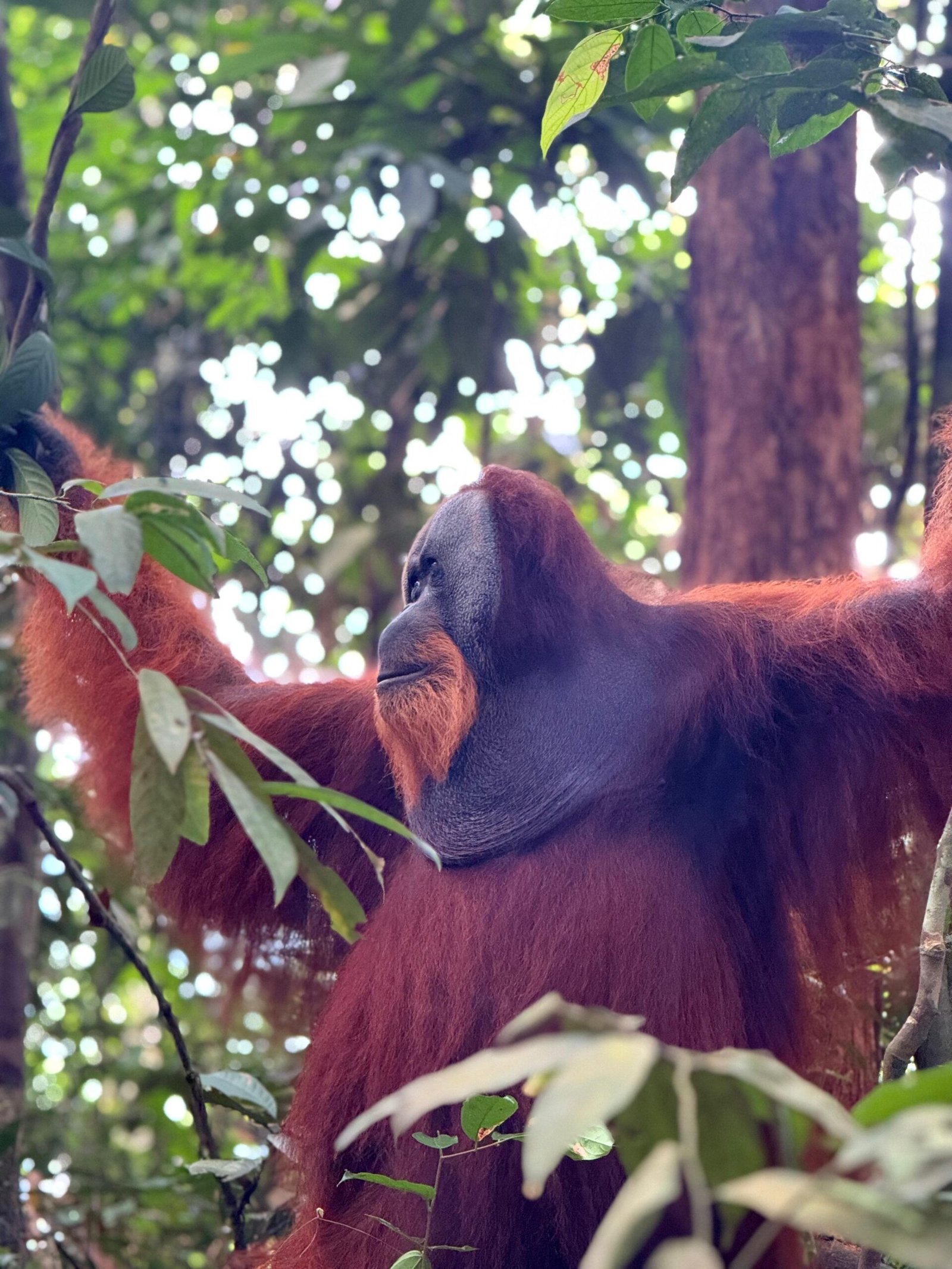 male orangutan in Batu Katak
