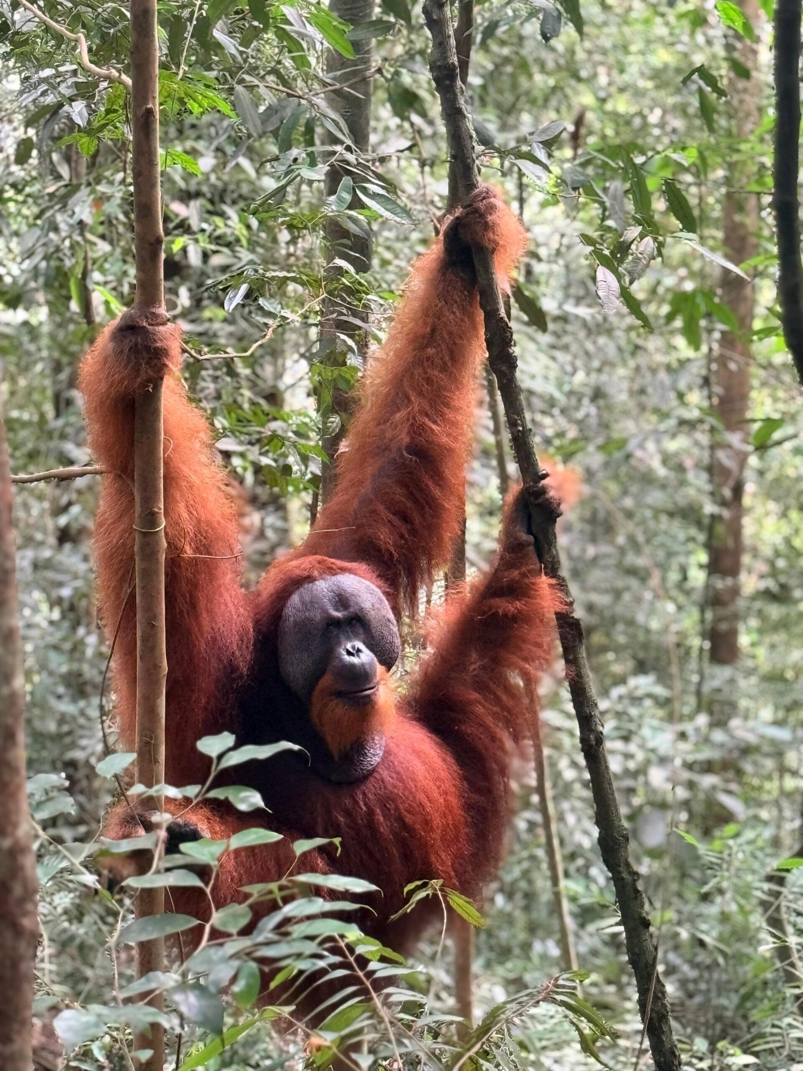 Private Sumatra tour packages with orangutan trekking