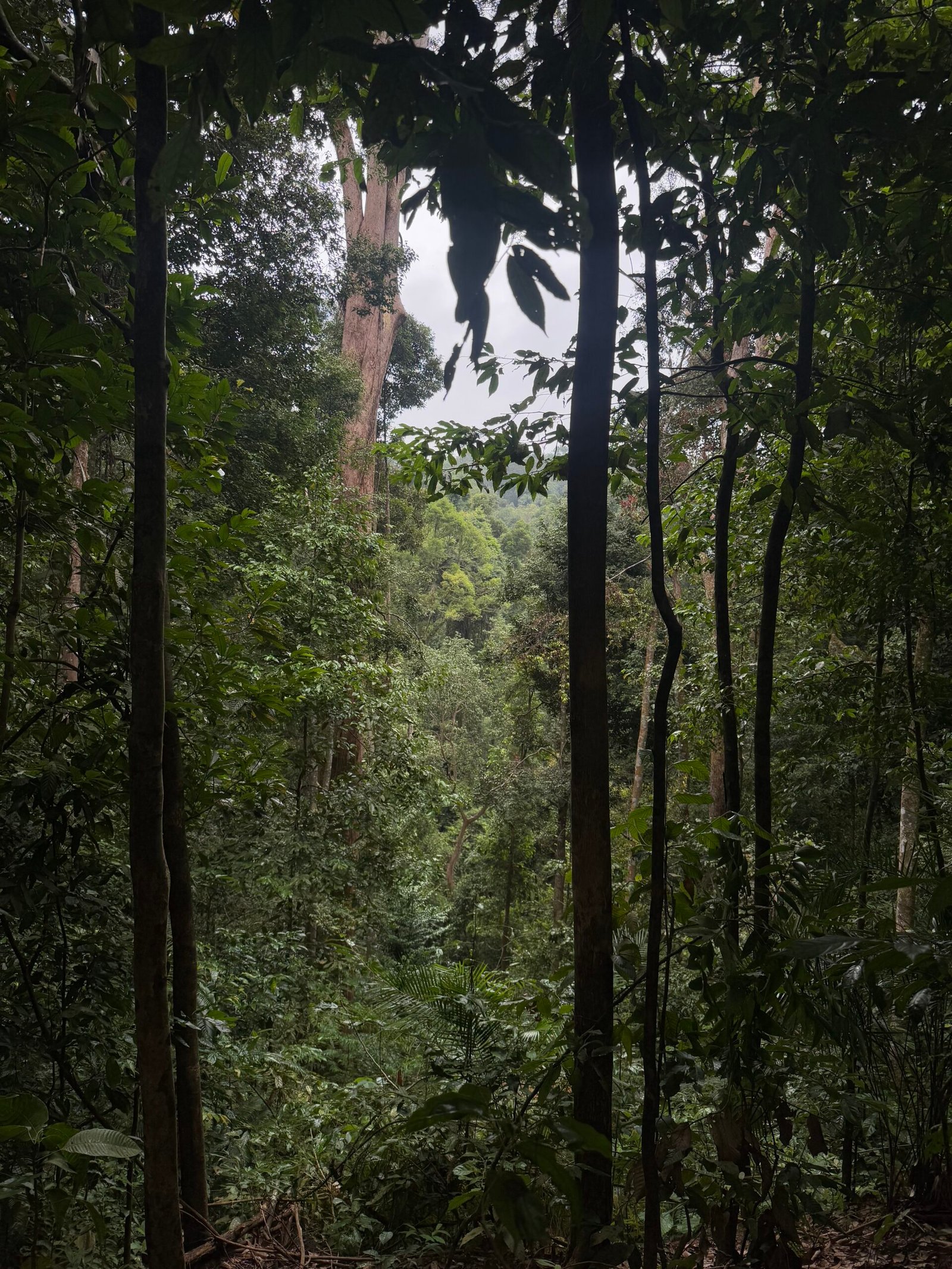 Deep primary rainforest exploration during a 4-Day Jungle Trekking Bukit Lawang expedition in Sumatra.