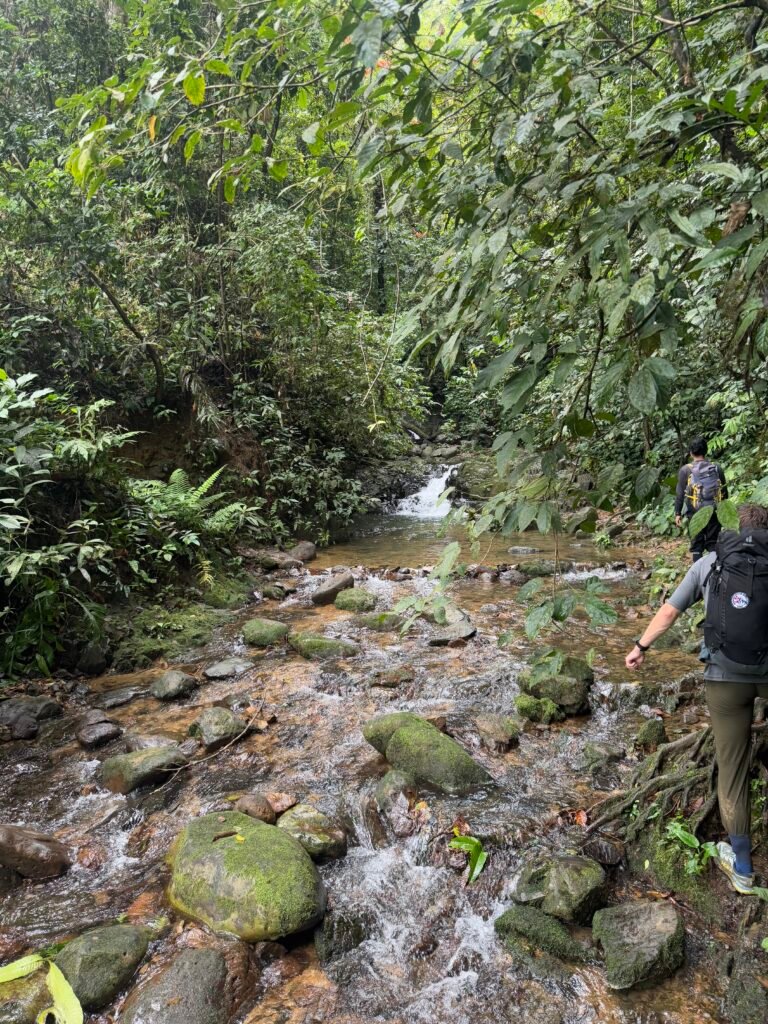 Dense primary rainforest canopy explored during a 4-Day Jungle Trekking Bukit Lawang wilderness expedition.