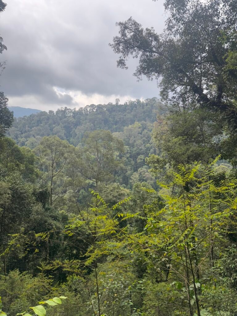 Deep interior wildlife habitat in Gunung Leuser National Park, seen on a 4-Day Jungle Trekking Bukit Lawang tour.