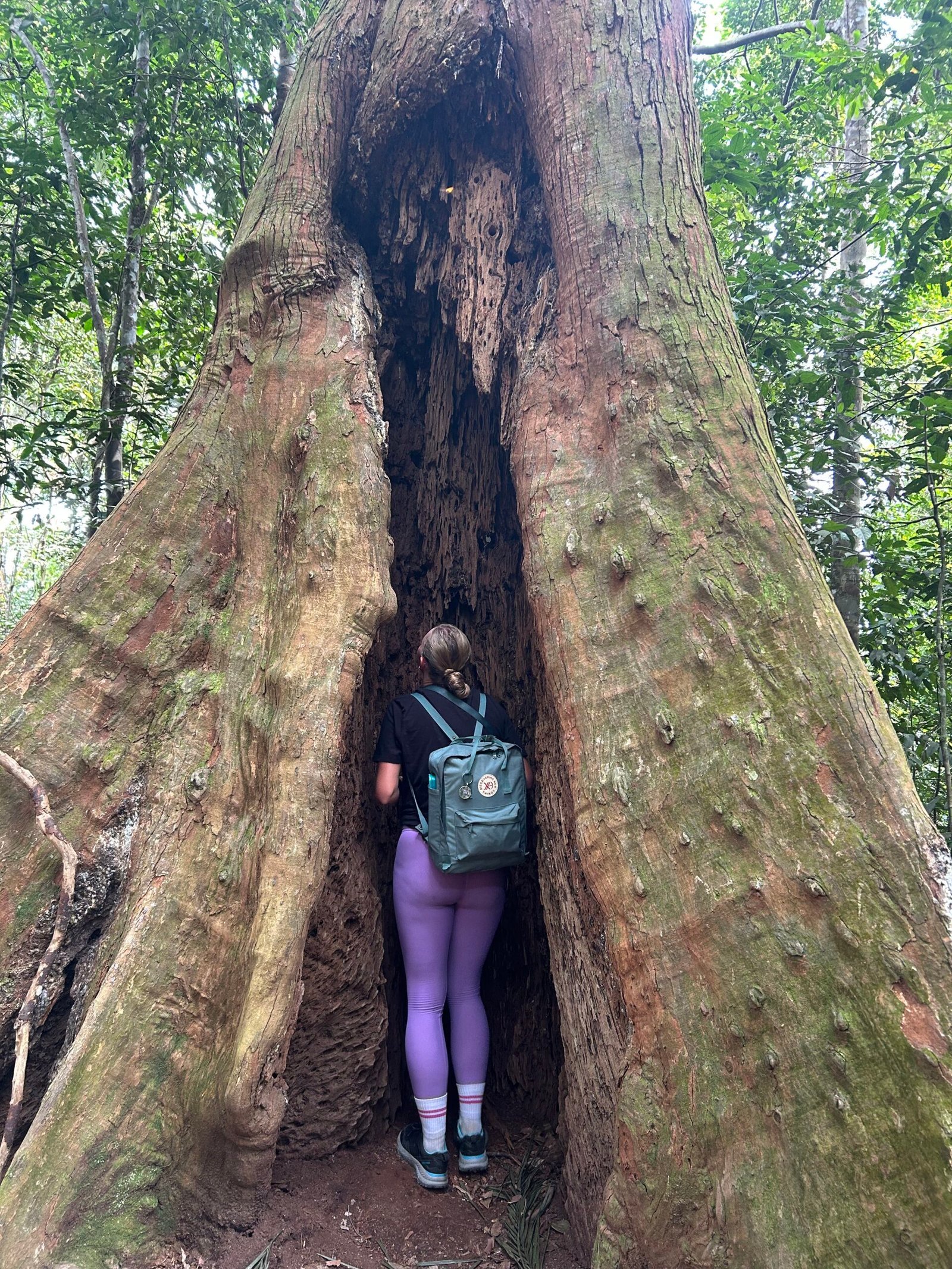 jungle trekking bukit lawang