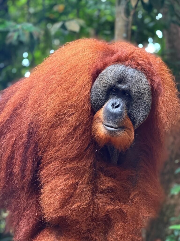 male orangutan in Batu Katak