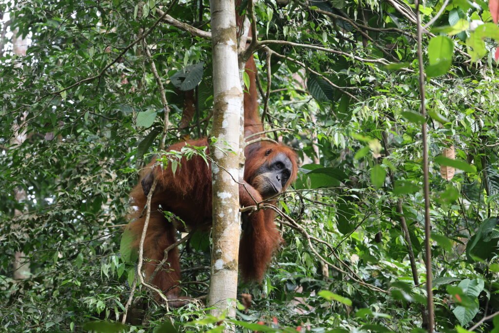 Orangutan in Gunung Leuser