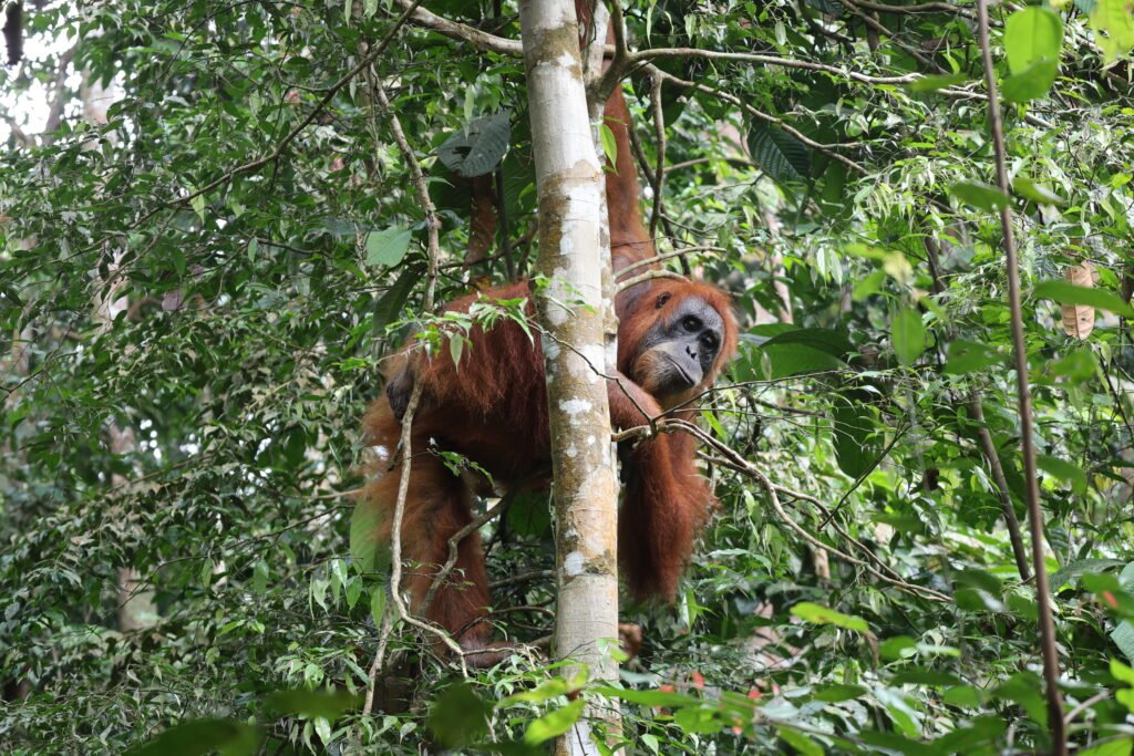 One day orangutan trek in Bukit Lawang, Sumatra