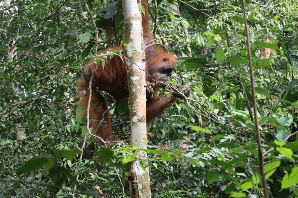 Following ethical national park rules during a jungle trek