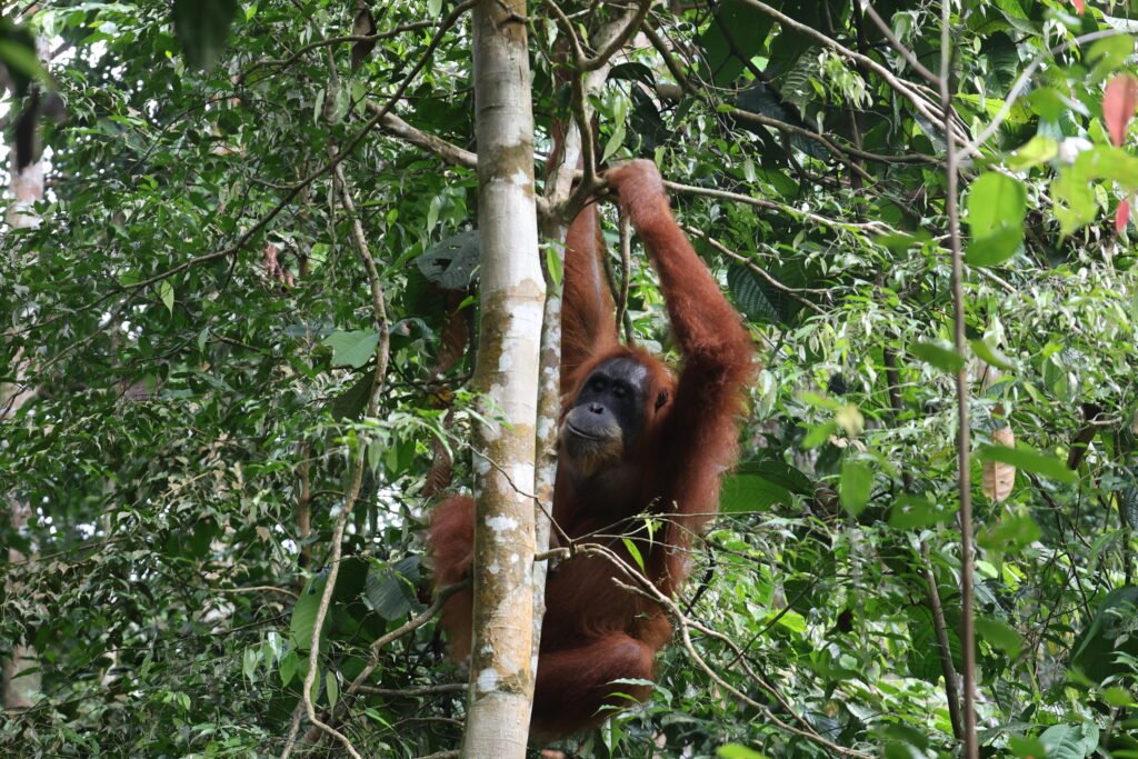 orangutan in bukit lawang