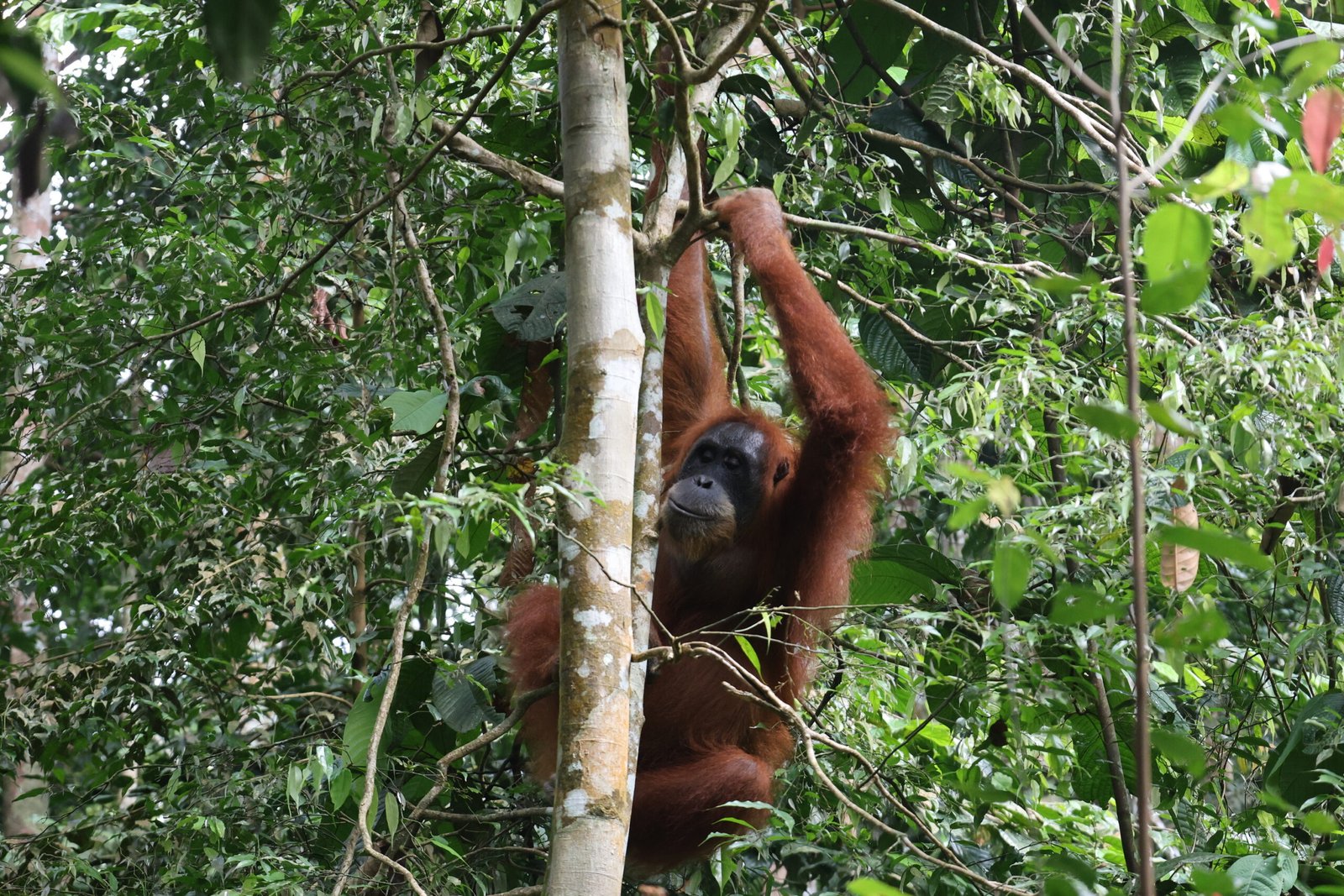 orangutan in bukit lawang