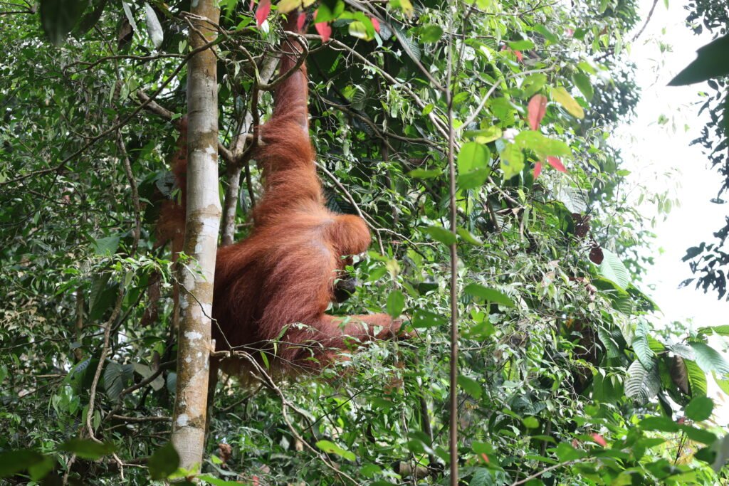 ethical orangutan trekking
