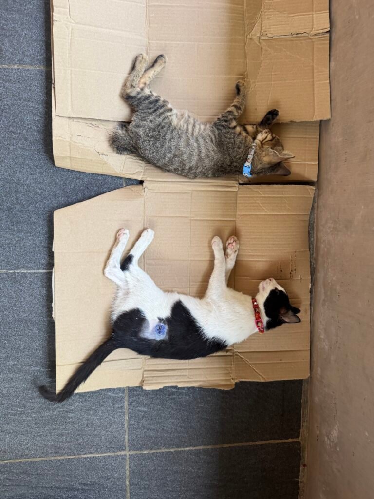 Post-operative recovery area for street cats during the 2026 Bukit Lawang community impact neutering program.