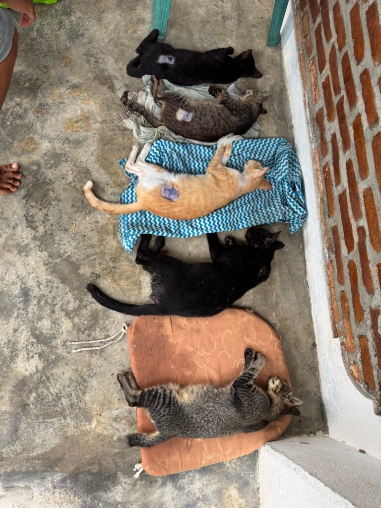A successful day of community impact in Bukit Lawang with 22 street cats neutered and vaccinated.