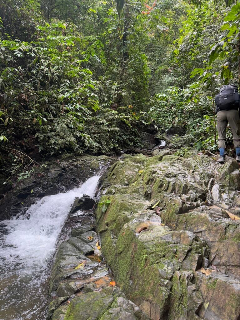 Bukit Lawang rainforest tour in North Sumatra