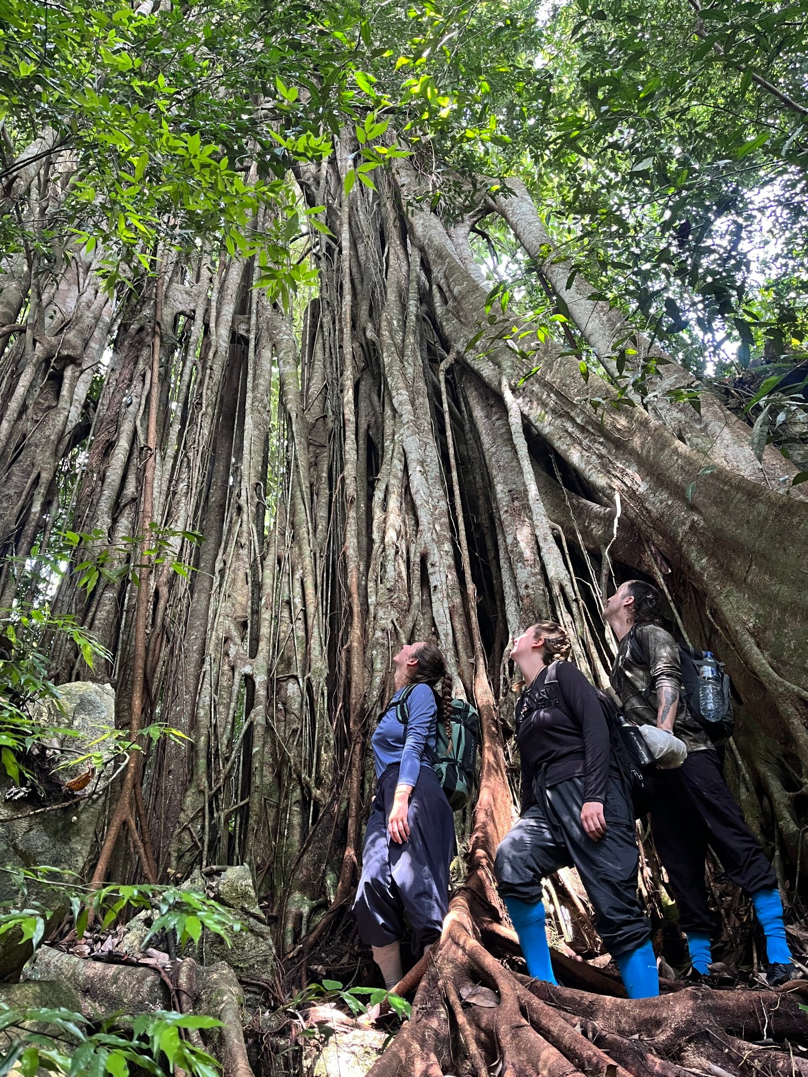jungle trekking bukit lawang