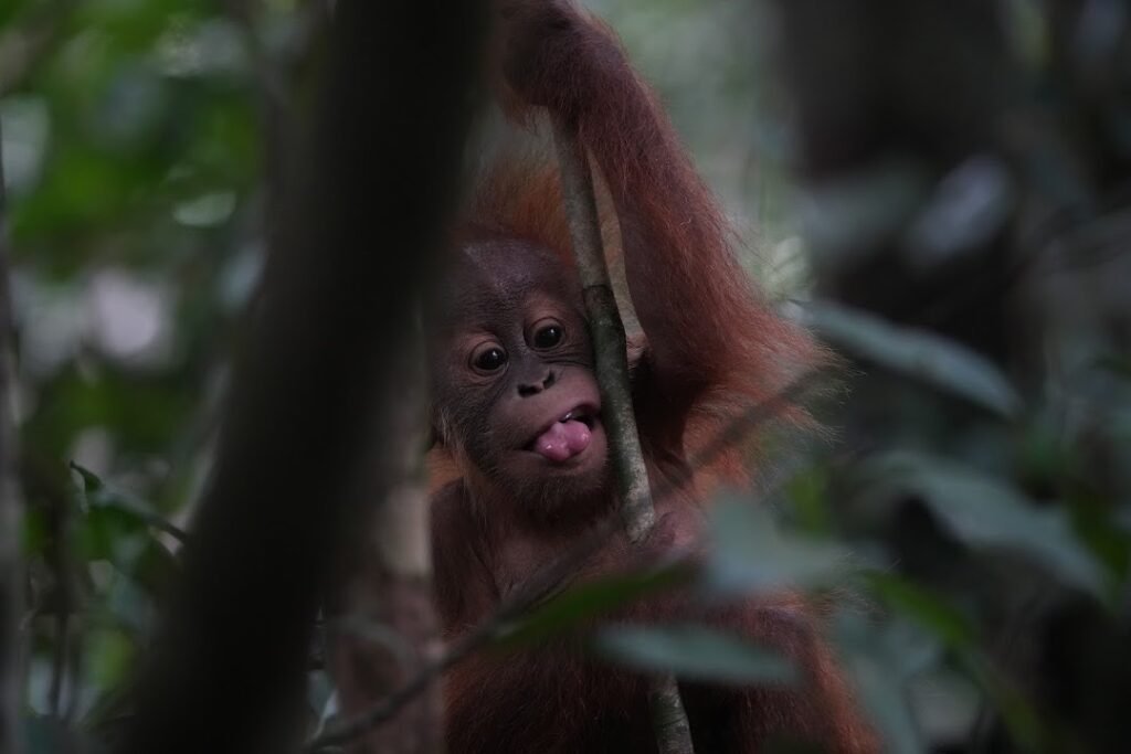 Bukit Lawang Jungle Trek