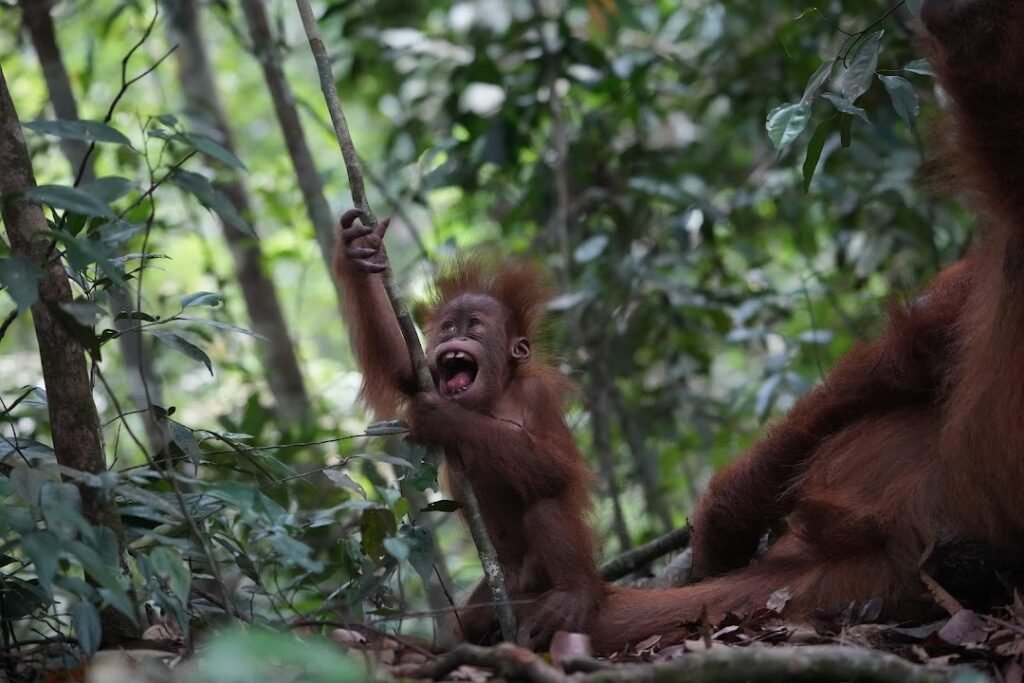 Sumatran Orangutan in Bukit Lawang