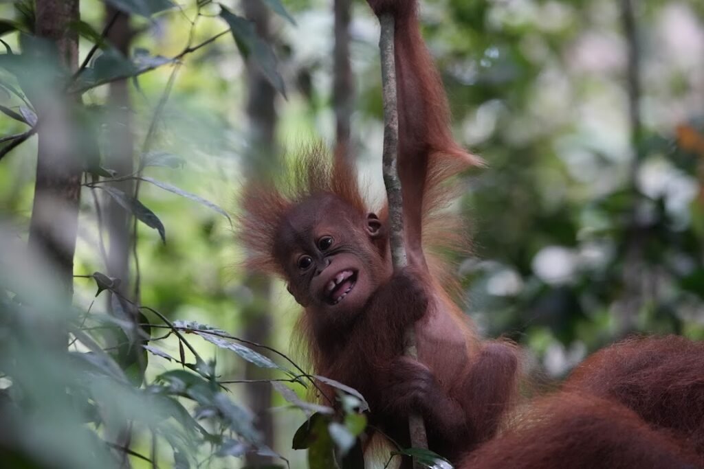 baby orangutan in bukit lawang