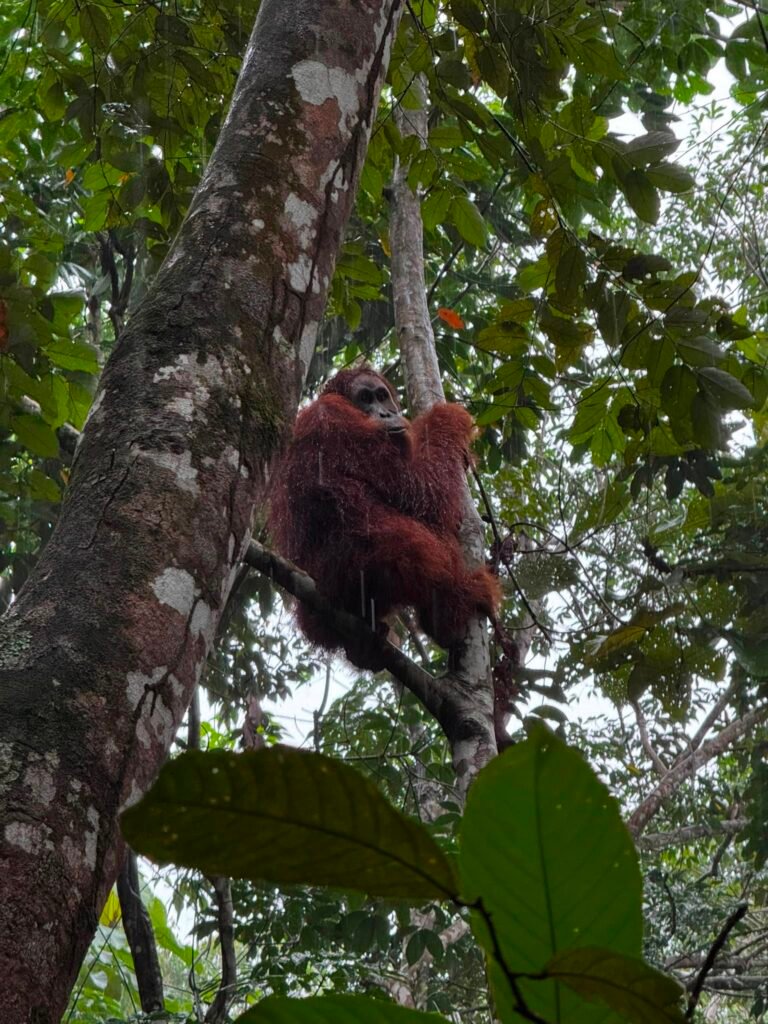 Sumatran Orangutan