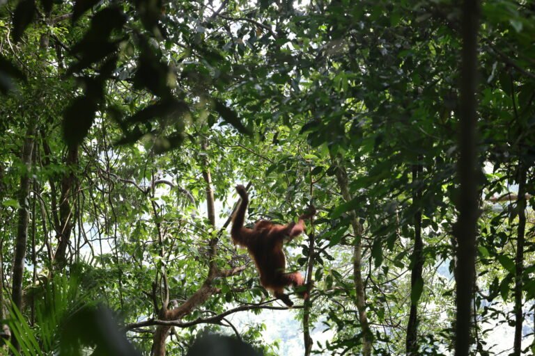 Ethical Orangutan Trekking in Sumatra (2027 Guide) | Escape to Sumatra