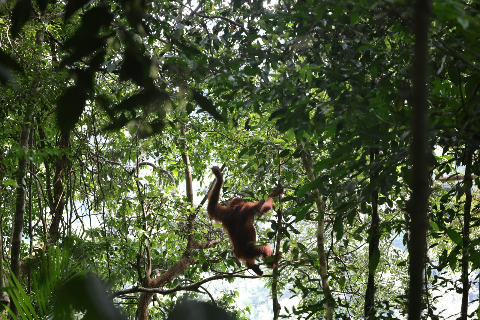 Ethical Orangutan Trekking in Sumatra (2027 Guide) | Escape to Sumatra