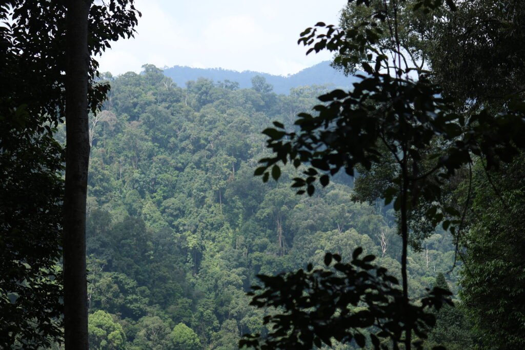Gunung Leuser National Park
