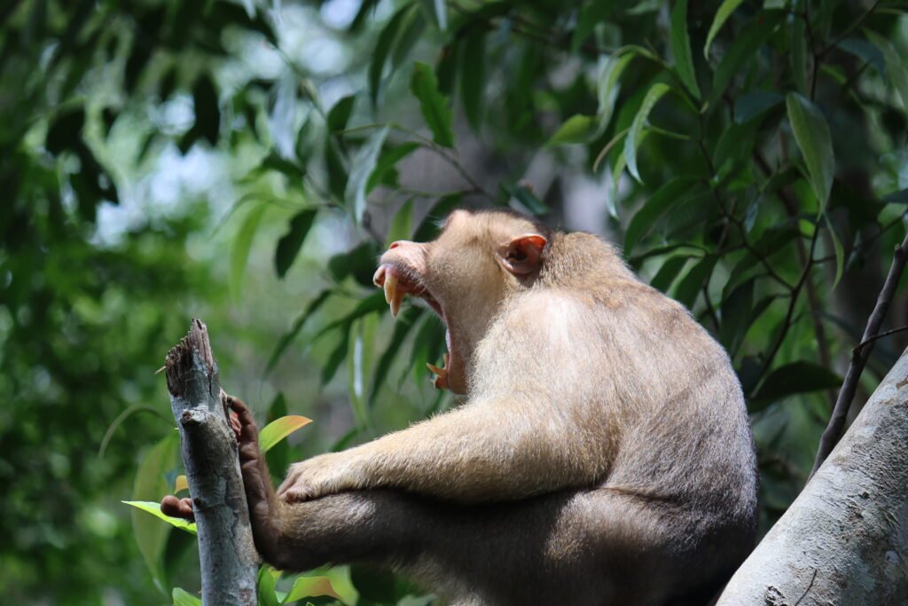 combo trek batu katak and bukit lawang