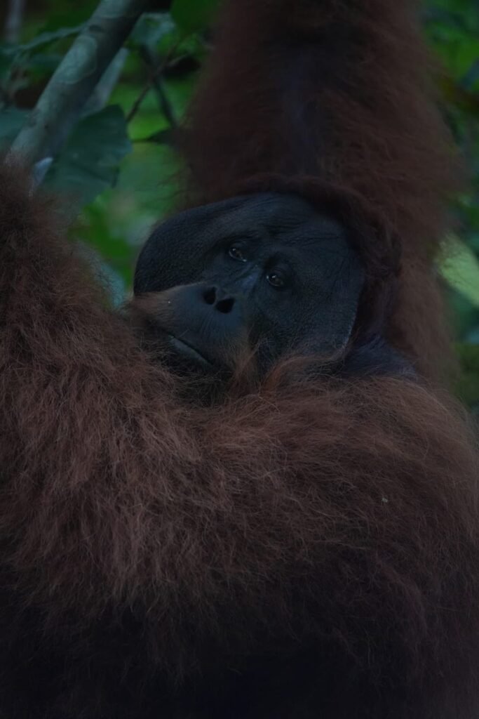 Sumatran Orangutan in Bukit Lawang
