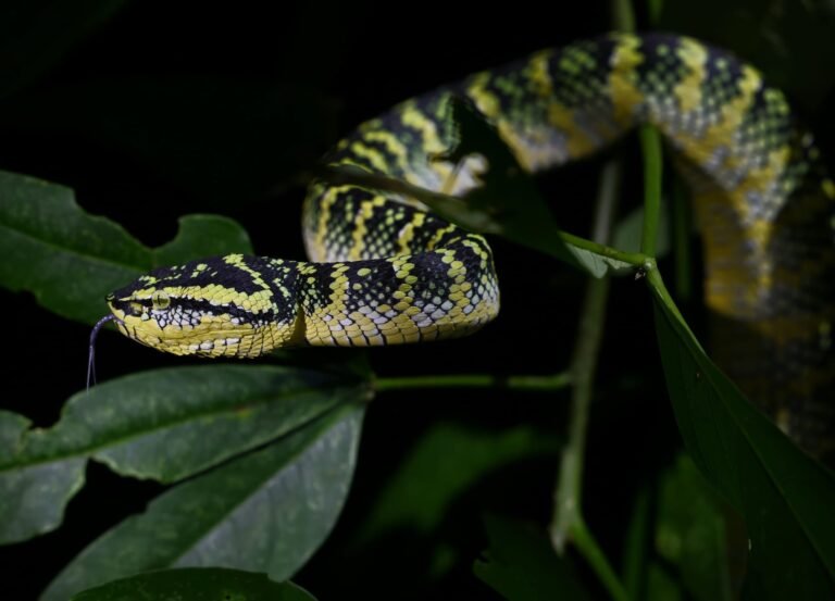 Tracking Wildlife in the Sumatran Jungle