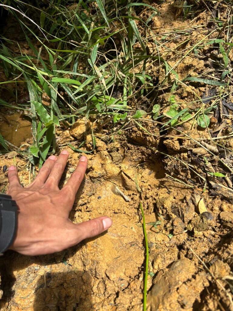 Tracking Wildlife