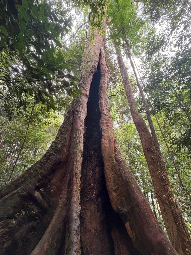 Jungle Trekking from Batu Katak to Bukit Lawang