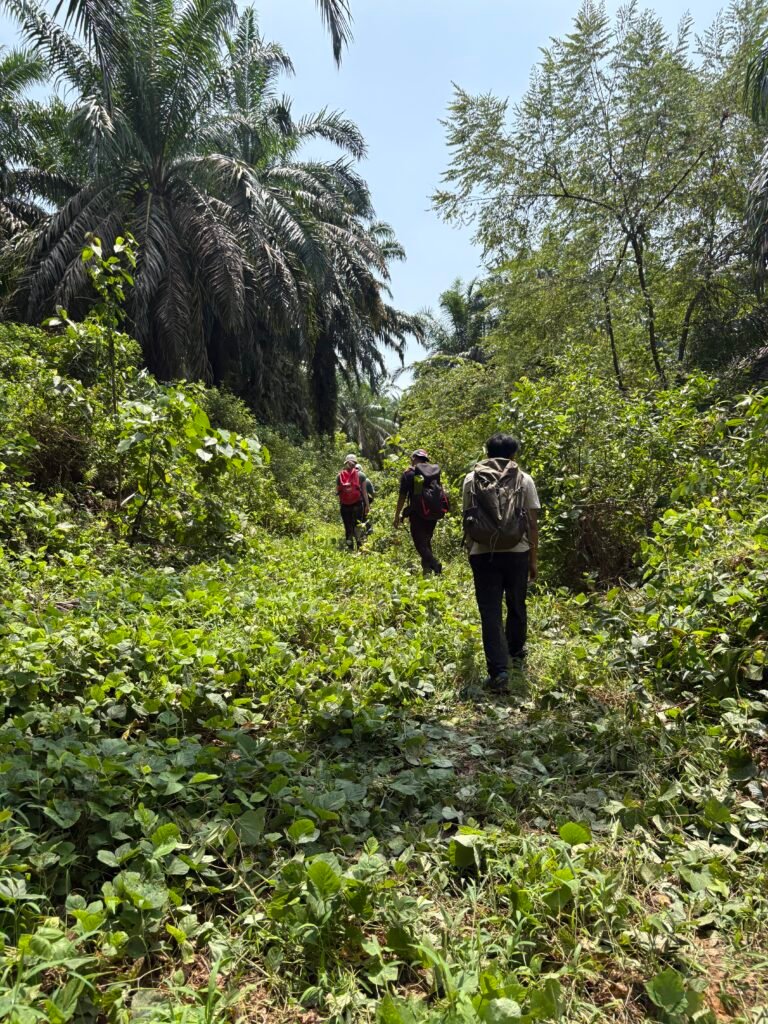 Rainforest and farmland meeting in Sumatra