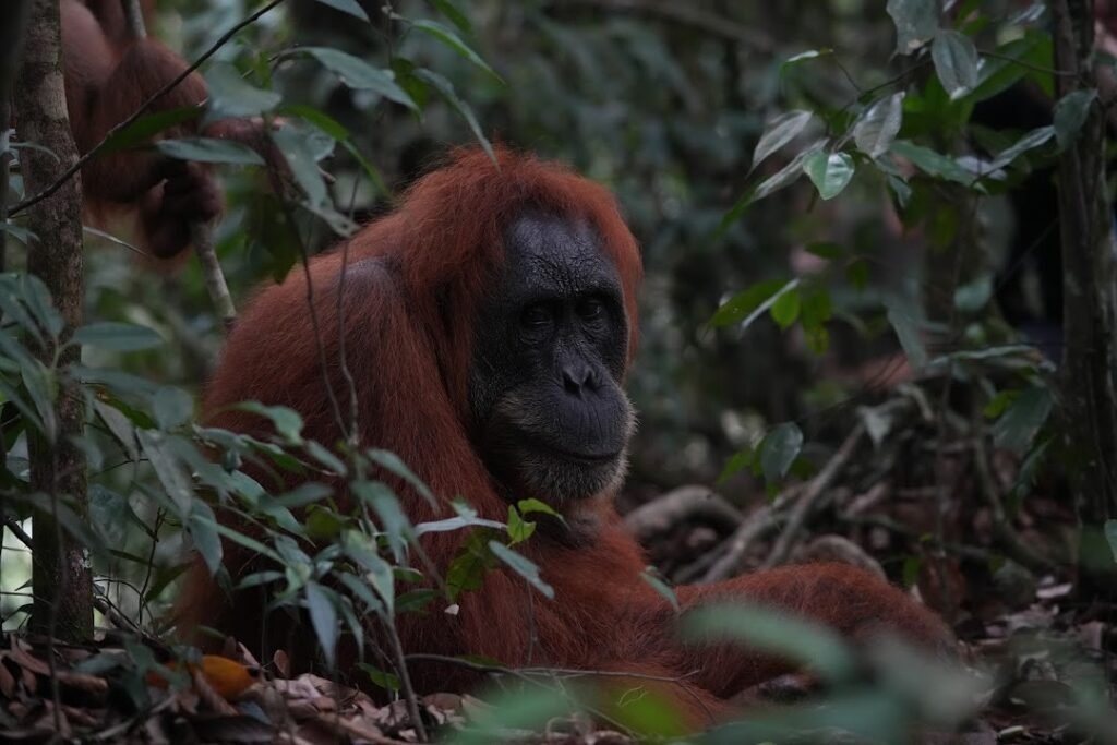 Sumatran Orangutan in Bukit Lawang