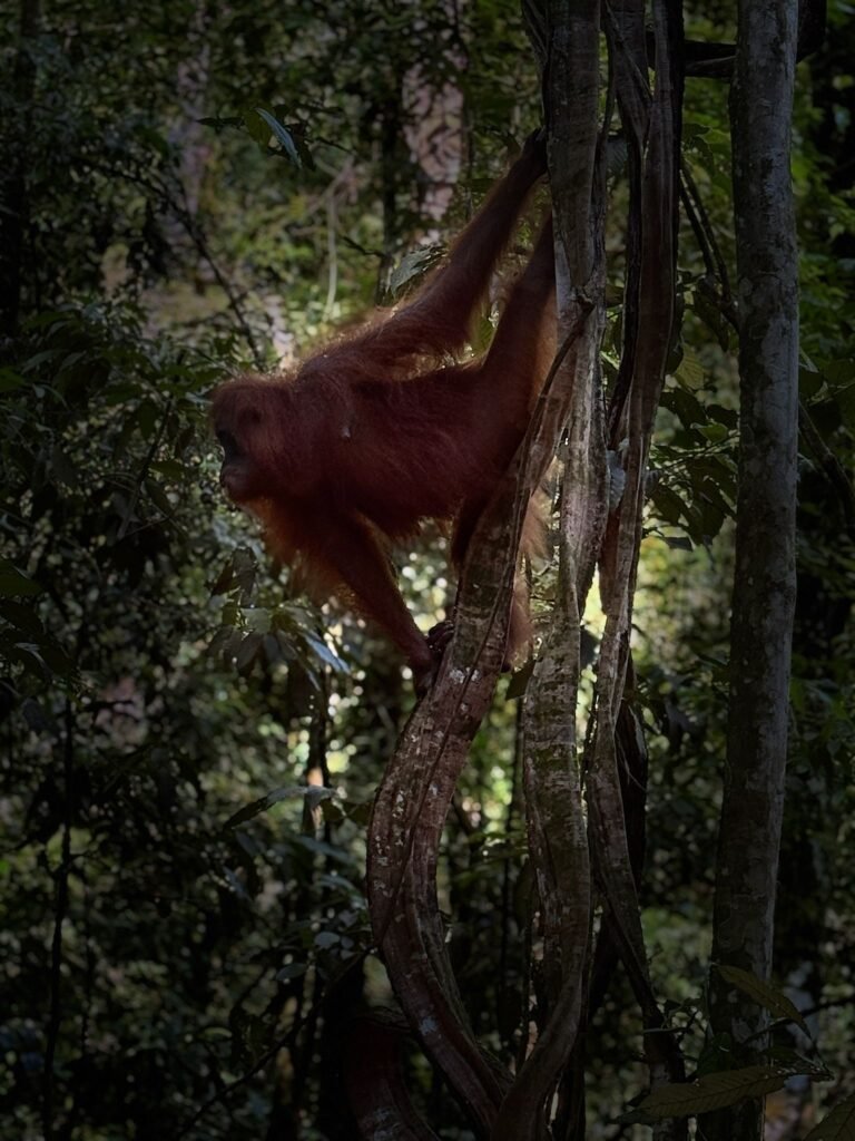 semi-wild orangutan
