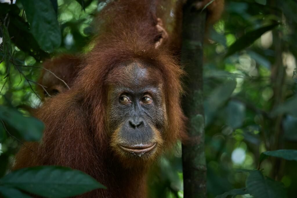 Sumatran Orangutan