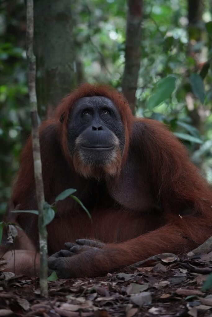 Jungle trekking batu katak