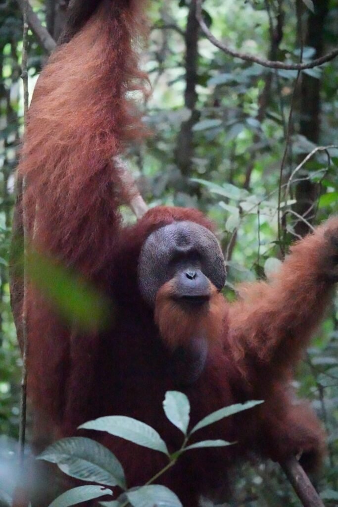 Sumatran Orangutan in Bukit Lawang