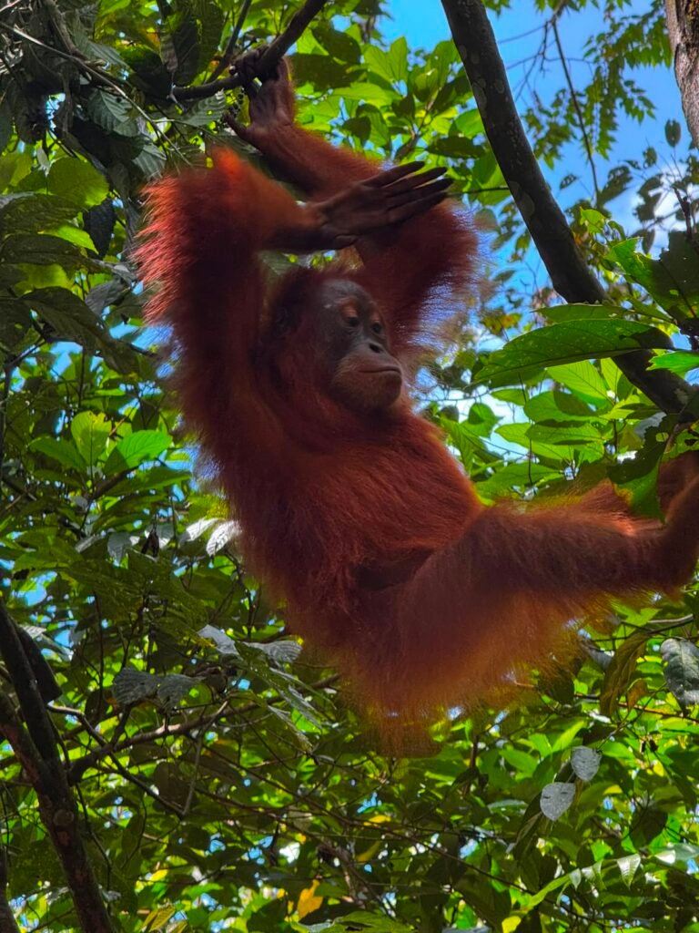 Sumatran Orangutan