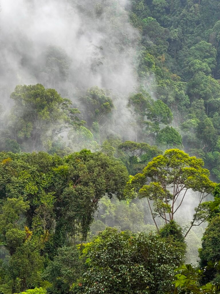 batu-katak-to-bukit-lawang